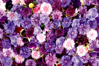 004-purple-flowers-background-tumblr-01_1844x1240-004